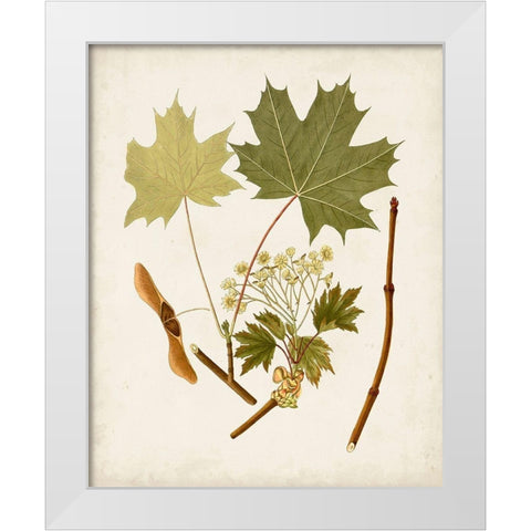 Antique Leaves VI White Modern Wood Framed Art Print by Unknown