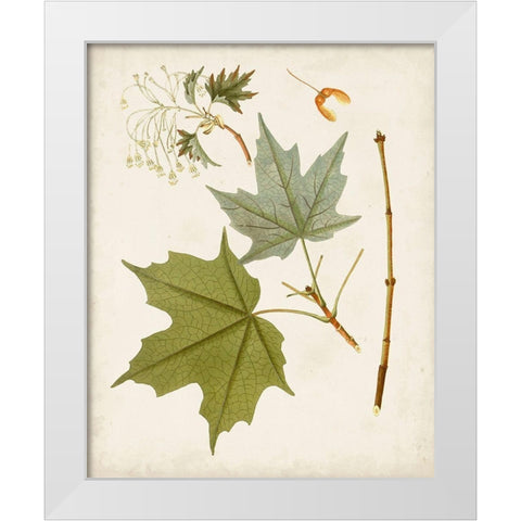 Antique Leaves VII White Modern Wood Framed Art Print by Unknown