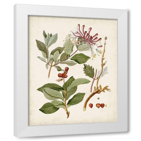 Vintage Flowering Trees III White Modern Wood Framed Art Print by Unknown