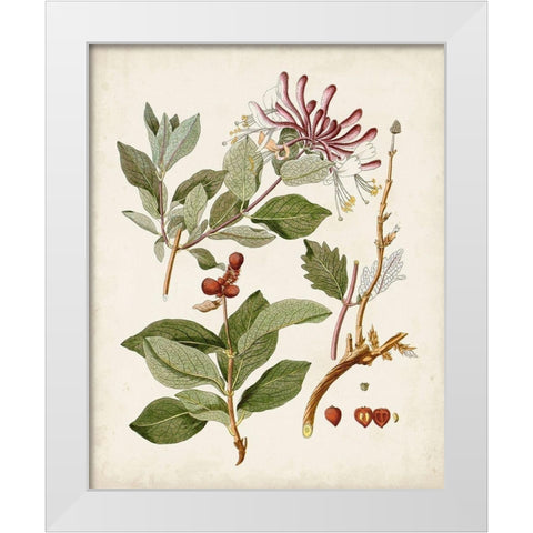 Vintage Flowering Trees III White Modern Wood Framed Art Print by Unknown