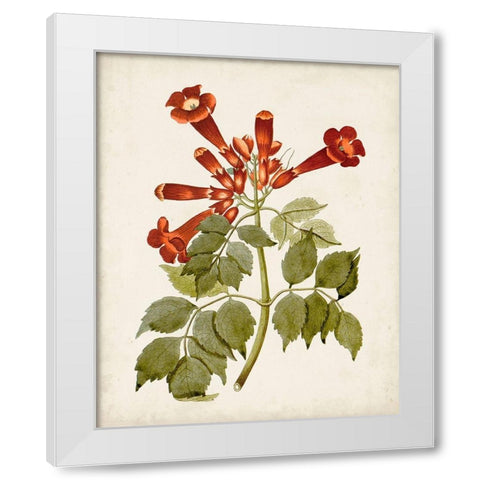 Vintage Flowering Trees VI White Modern Wood Framed Art Print by Unknown