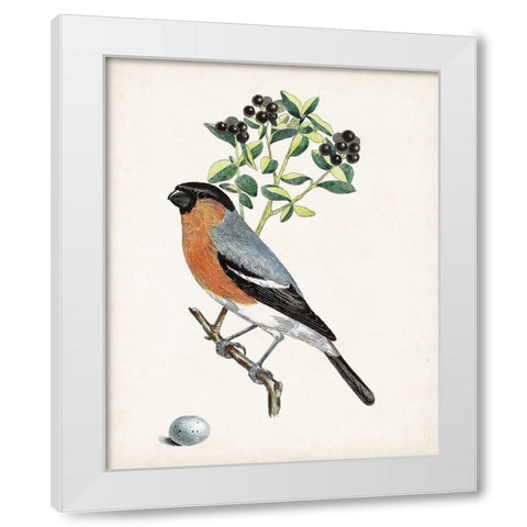 Antique Bird-Botanical and Egg IV White Modern Wood Framed Art Print by Unknown