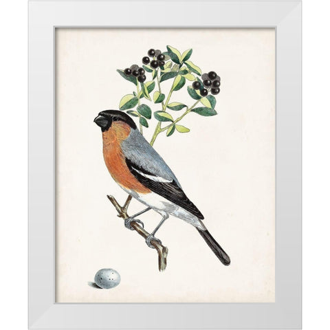 Antique Bird-Botanical and Egg IV White Modern Wood Framed Art Print by Unknown