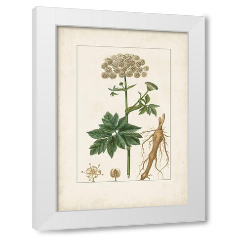 Antique Turpin Botanical I White Modern Wood Framed Art Print by Turpin
