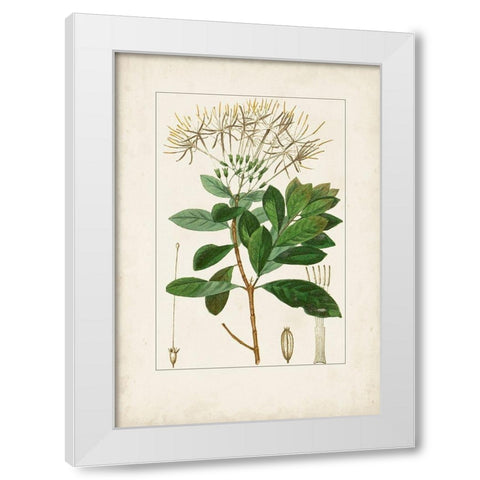 Antique Turpin Botanical II White Modern Wood Framed Art Print by Turpin