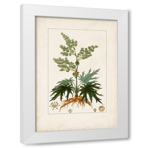 Antique Turpin Botanical III White Modern Wood Framed Art Print by Turpin