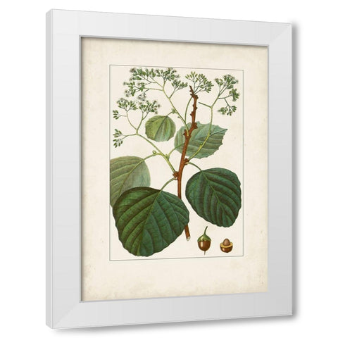 Antique Turpin Botanical IV White Modern Wood Framed Art Print by Turpin