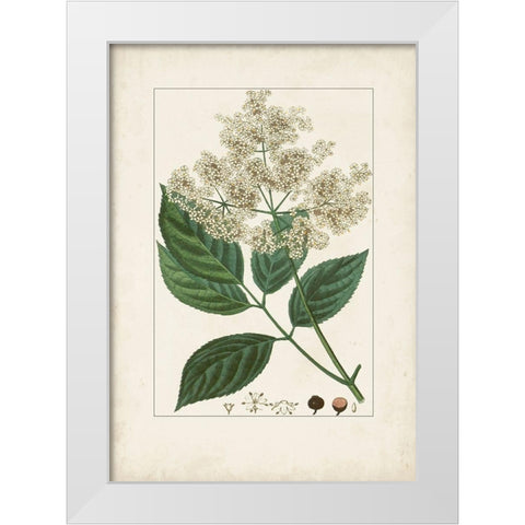 Antique Turpin Botanical V White Modern Wood Framed Art Print by Turpin