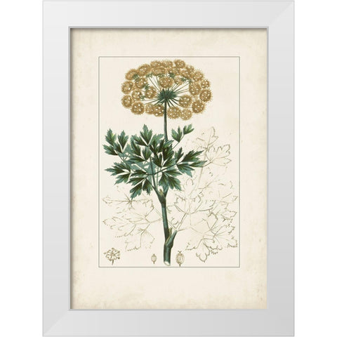 Antique Turpin Botanical VI White Modern Wood Framed Art Print by Turpin
