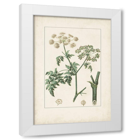 Antique Turpin Botanical IX White Modern Wood Framed Art Print by Turpin