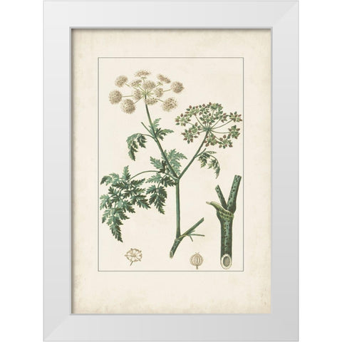Antique Turpin Botanical IX White Modern Wood Framed Art Print by Turpin