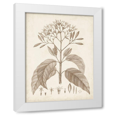Antique Sepia Botanicals III White Modern Wood Framed Art Print by Unknown