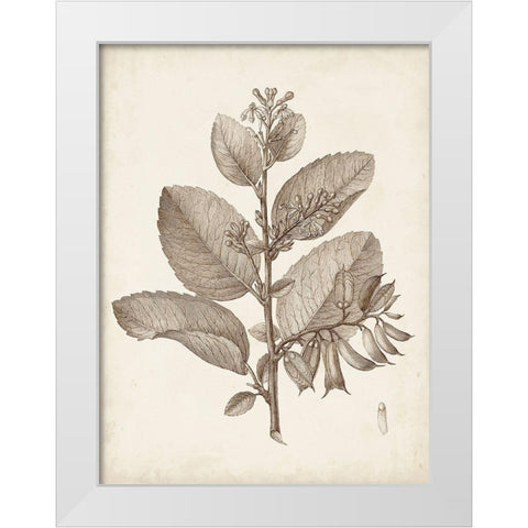 Antique Sepia Botanicals V White Modern Wood Framed Art Print by Unknown