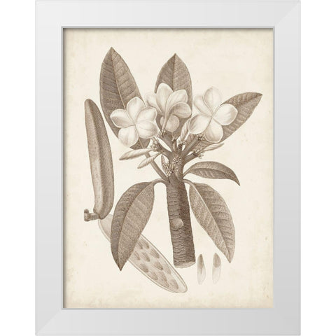 Antique Sepia Botanicals VII White Modern Wood Framed Art Print by Unknown