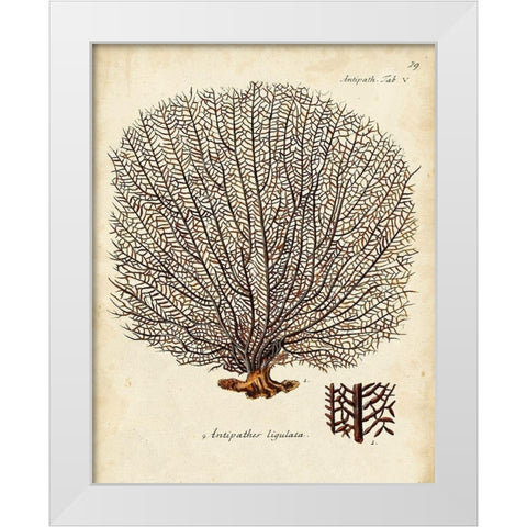 Esper Sea Fans I White Modern Wood Framed Art Print by Esper, Johann