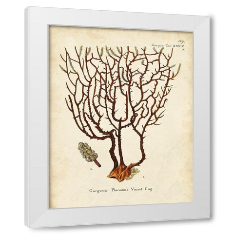 Esper Sea Fans II White Modern Wood Framed Art Print by Esper, Johann