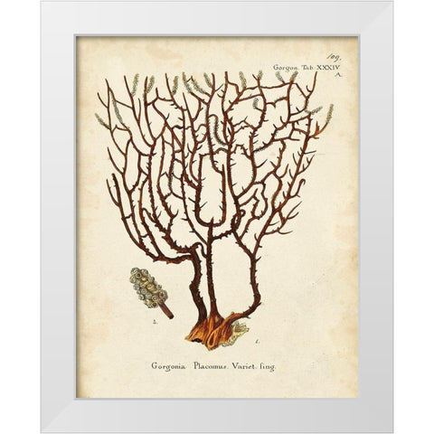 Esper Sea Fans II White Modern Wood Framed Art Print by Esper, Johann