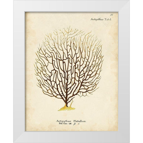 Esper Sea Fans III White Modern Wood Framed Art Print by Esper, Johann