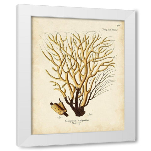 Esper Sea Fans IV White Modern Wood Framed Art Print by Esper, Johann