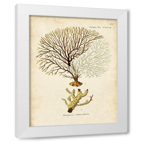 Esper Sea Fans V White Modern Wood Framed Art Print by Esper, Johann