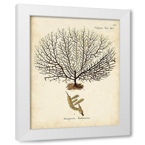 Esper Sea Fans VI White Modern Wood Framed Art Print by Esper, Johann