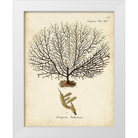 Esper Sea Fans VI White Modern Wood Framed Art Print by Esper, Johann