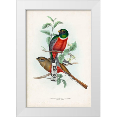 Gould Tropical Birds II White Modern Wood Framed Art Print by Gould, John
