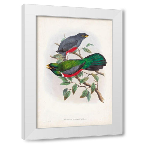Gould Tropical Birds III White Modern Wood Framed Art Print by Gould, John
