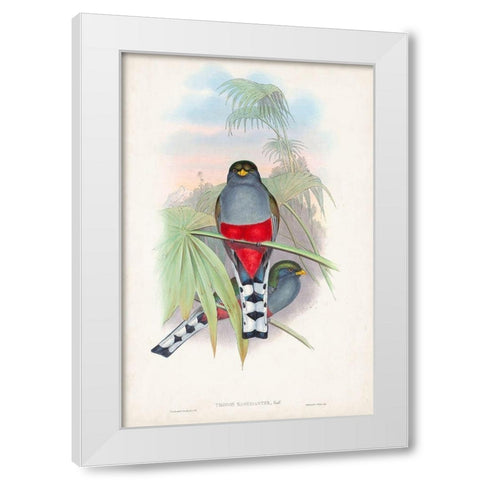 Gould Tropical Birds IV White Modern Wood Framed Art Print by Gould, John