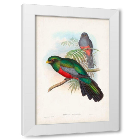 Gould Tropical Birds V White Modern Wood Framed Art Print by Gould, John