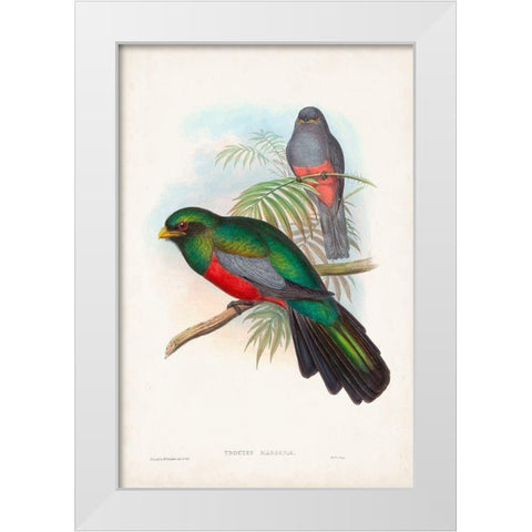 Gould Tropical Birds V White Modern Wood Framed Art Print by Gould, John