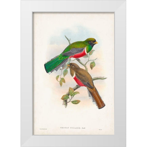 Gould Tropical Birds VI White Modern Wood Framed Art Print by Gould, John