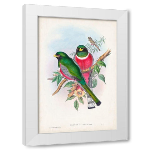 Gould Tropical Birds VII White Modern Wood Framed Art Print by Gould, John
