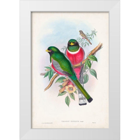 Gould Tropical Birds VII White Modern Wood Framed Art Print by Gould, John
