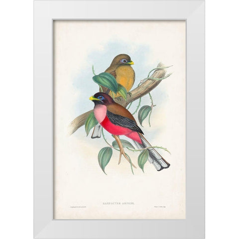 Gould Tropical Birds VIII White Modern Wood Framed Art Print by Gould, John