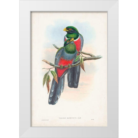 Gould Tropical Birds IX White Modern Wood Framed Art Print by Gould, John