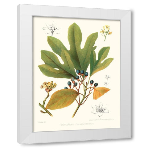 Non-embellished Antique Sassafras White Modern Wood Framed Art Print by Sprague