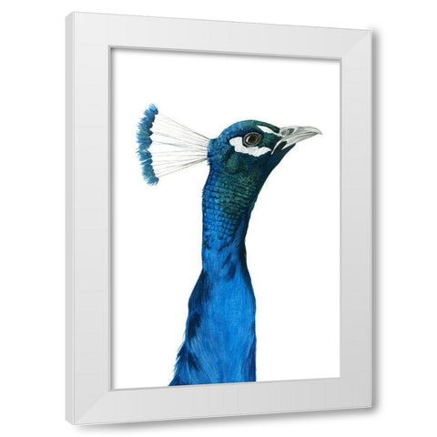 Peacock Portrait I White Modern Wood Framed Art Print by Popp, Grace