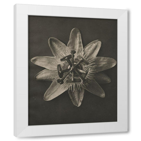 Blossfeldt Flower I White Modern Wood Framed Art Print by Blossfeldt, Karl
