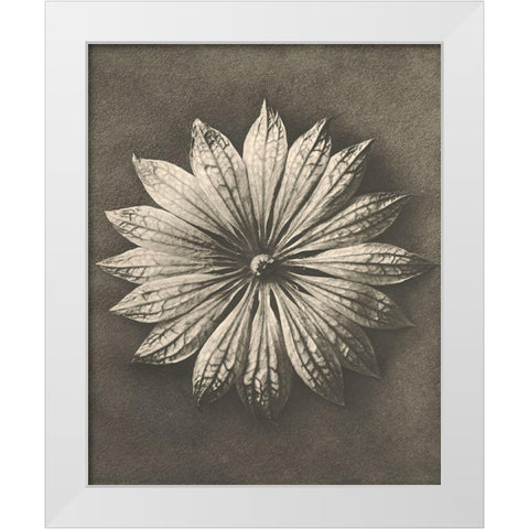 Blossfeldt Flower II White Modern Wood Framed Art Print by Blossfeldt, Karl