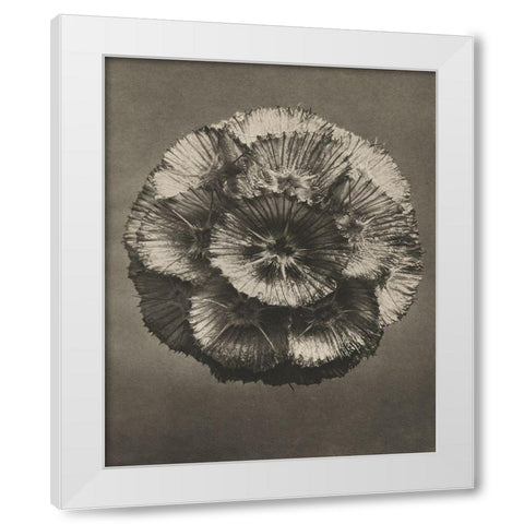 Blossfeldt Flower III White Modern Wood Framed Art Print by Blossfeldt, Karl