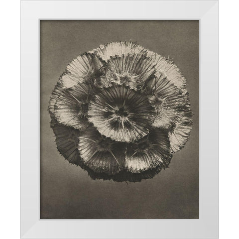 Blossfeldt Flower III White Modern Wood Framed Art Print by Blossfeldt, Karl