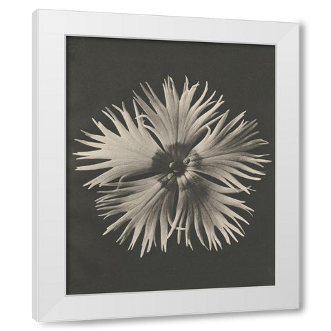 Blossfeldt Flower IV White Modern Wood Framed Art Print by Blossfeldt, Karl