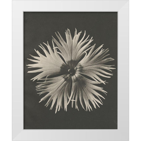 Blossfeldt Flower IV White Modern Wood Framed Art Print by Blossfeldt, Karl
