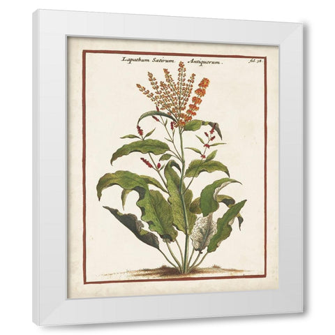 Munting Botanicals I White Modern Wood Framed Art Print by Munting, Abraham