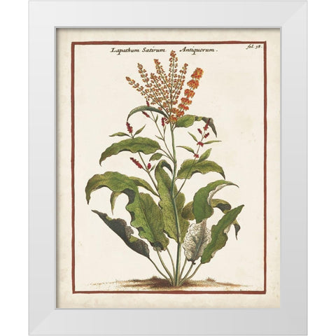 Munting Botanicals I White Modern Wood Framed Art Print by Munting, Abraham