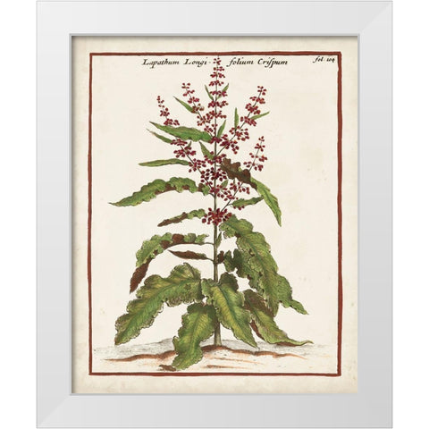 Munting Botanicals II White Modern Wood Framed Art Print by Munting, Abraham