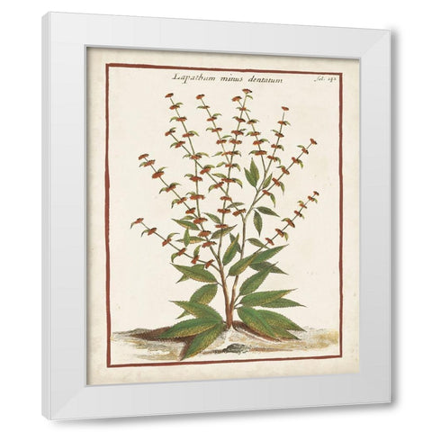 Munting Botanicals III White Modern Wood Framed Art Print by Munting, Abraham