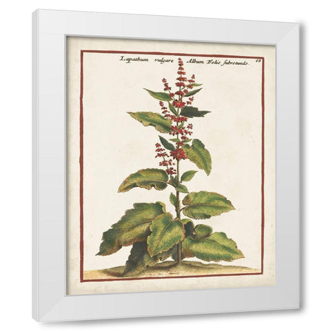 Munting Botanicals IV White Modern Wood Framed Art Print by Munting, Abraham
