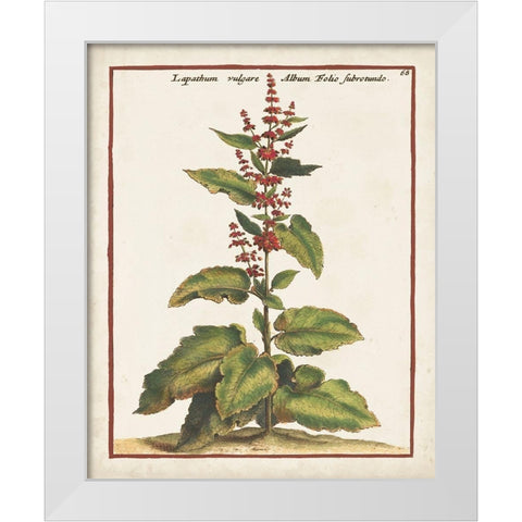 Munting Botanicals IV White Modern Wood Framed Art Print by Munting, Abraham